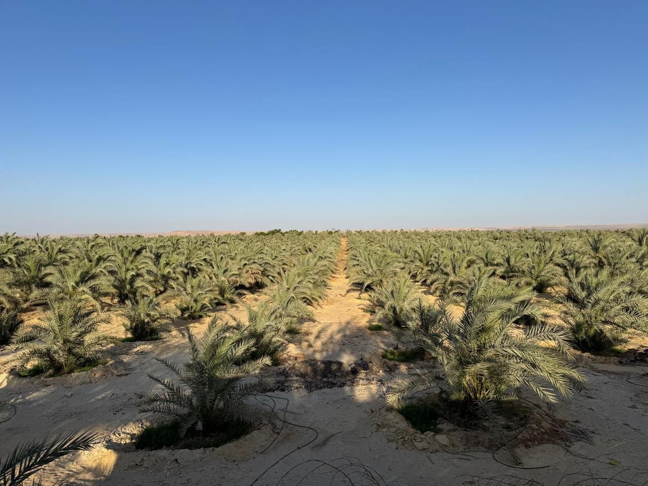 مزرعة الكادي ضمن مزارع النخيل التي تتابعها ريآن